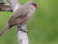 Other small birds